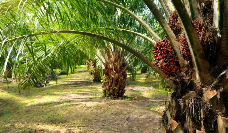 Pengusaha Sawit Gembira Lolos dari Tarif AS, Ekspor Diramal Tembus 3 Juta Ton