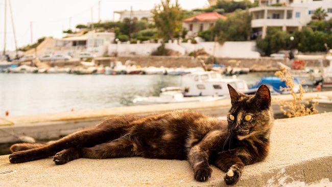 Pulau di Yunani Tawarkan Hunian Gratis Sebulan bagi Pecinta Kucing: Syarat & Cara Mendapatkannya