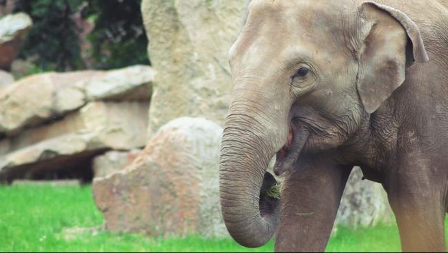 Kemenhut Resmi Larang Seluruh Atraksi Gajah Tunggang di Indonesia: Fokus Baru pada Kesejahteraan Satwa